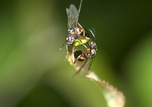 螞蟻的知識有哪些（螞蟻的特點和本領(lǐng)及相關(guān)知識）