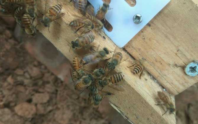 農村土蜜蜂的市場價是多少(農村土蜜蜂多少錢一箱) 農村土蜜蜂的市場價是多少(農村土蜜蜂多少錢一箱)