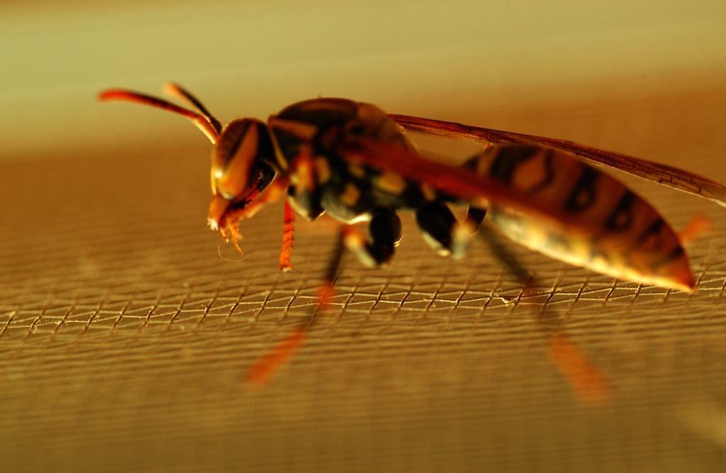 牛角蜂怎么消滅(牛角蜂的安全驅(qū)趕和有效消滅方法) 牛角蜂怎么消滅(牛角蜂的安全驅(qū)趕和有效消滅方法)