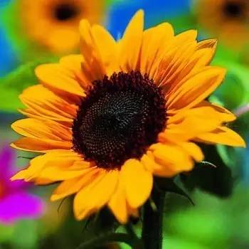 蜂場種什么花最好看(10種蜜蜂最喜歡光顧的植物花兒) 蜂場種什么花最好看(10種蜜蜂最喜歡光顧的植物花兒)