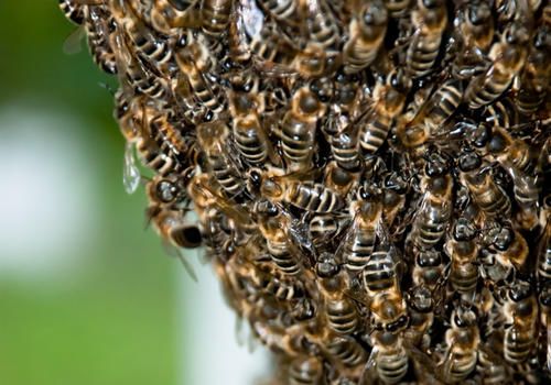 購買蜂群該在幾月份（什么時(shí)候買蜂群最合適）