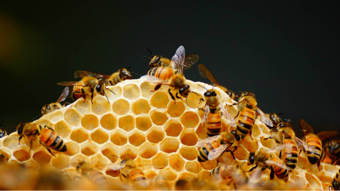 購買蜂群該在幾月份（什么時(shí)候買蜂群最合適）