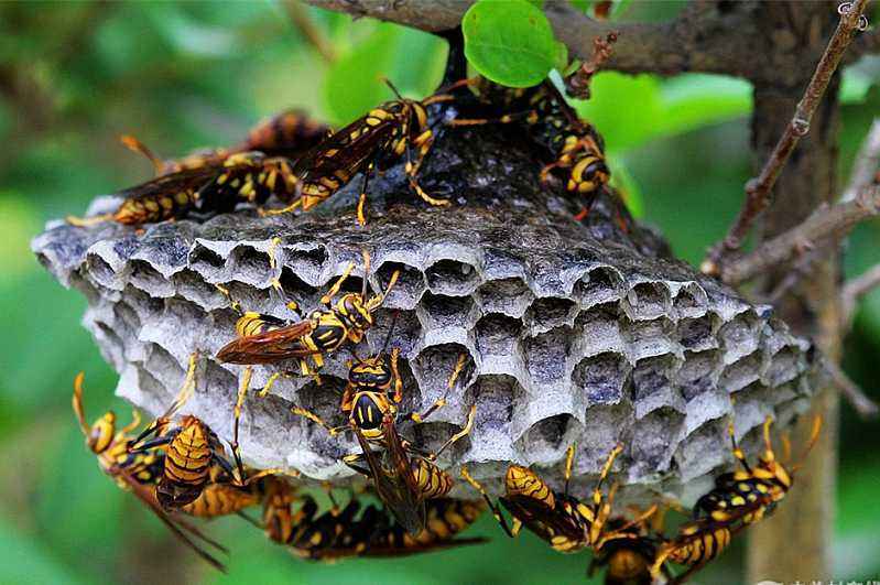 馬蜂的壽命一般有多長(馬蜂的生命周期有多長) 馬蜂的壽命一般有多長(馬蜂的生命周期有多長)