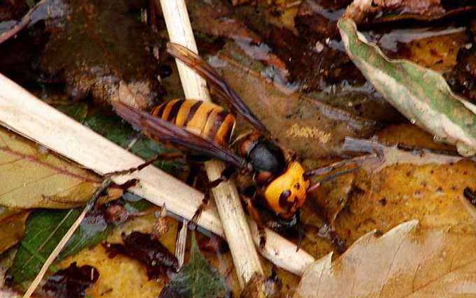 日本大黃蜂的毒性強(qiáng)嗎(中國(guó)有日本大黃蜂嗎) 日本大黃蜂的毒性強(qiáng)嗎(中國(guó)有日本大黃蜂嗎)