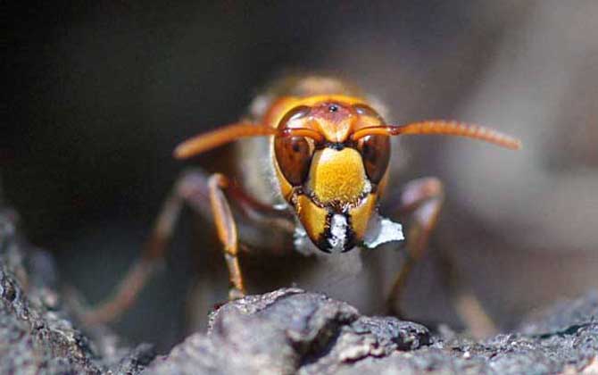 日本大黃蜂的毒性強(qiáng)嗎(中國(guó)有日本大黃蜂嗎) 日本大黃蜂的毒性強(qiáng)嗎(中國(guó)有日本大黃蜂嗎)