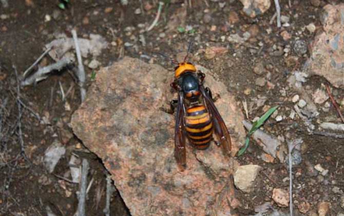 日本大黃蜂的毒性強(qiáng)嗎(中國(guó)有日本大黃蜂嗎) 日本大黃蜂的毒性強(qiáng)嗎(中國(guó)有日本大黃蜂嗎)