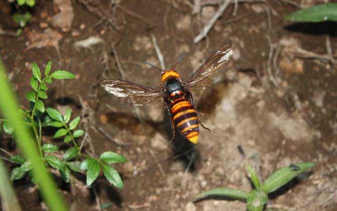 日本大黃蜂的毒性強(qiáng)嗎(中國(guó)有日本大黃蜂嗎) 日本大黃蜂的毒性強(qiáng)嗎(中國(guó)有日本大黃蜂嗎)