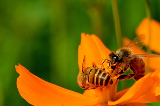 新丹一號與松丹一號哪個(gè)好(適合北方養(yǎng)殖蜜蜂品種) 新丹一號與松丹一號哪個(gè)好(適合北方養(yǎng)殖蜜蜂品種)