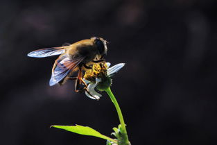 新丹一號與松丹一號哪個(gè)好(適合北方養(yǎng)殖蜜蜂品種) 新丹一號與松丹一號哪個(gè)好(適合北方養(yǎng)殖蜜蜂品種)