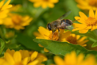 蜜蜂吐蜂王漿是白天嗎(揭秘蜂王漿產生過程) 蜜蜂吐蜂王漿是白天嗎(揭秘蜂王漿產生過程)