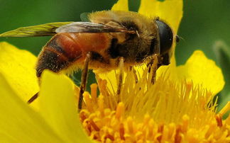 蜜蜂吐蜂王漿是白天嗎(揭秘蜂王漿產生過程) 蜜蜂吐蜂王漿是白天嗎(揭秘蜂王漿產生過程)