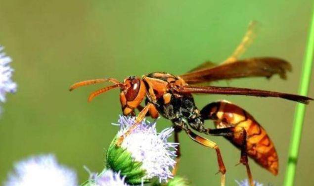 馬蜂吃什么(馬蜂喜歡吃的食物大全) 馬蜂吃什么(馬蜂喜歡吃的食物大全)