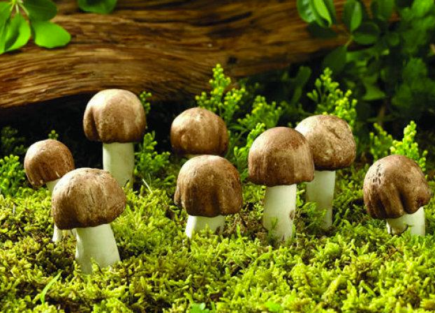 野生蘑菇要慎食，民間流傳下來的“辨別經(jīng)驗”并不靠譜