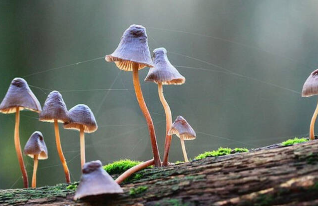 野生蘑菇要慎食，民間流傳下來的“辨別經(jīng)驗”并不靠譜