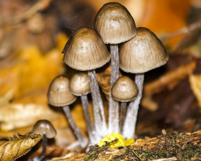 野生蘑菇要慎食，民間流傳下來的“辨別經(jīng)驗”并不靠譜