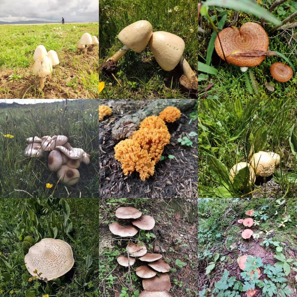 “越鮮艷越有毒”？野蘑菇民間“驗毒偏方”不可信