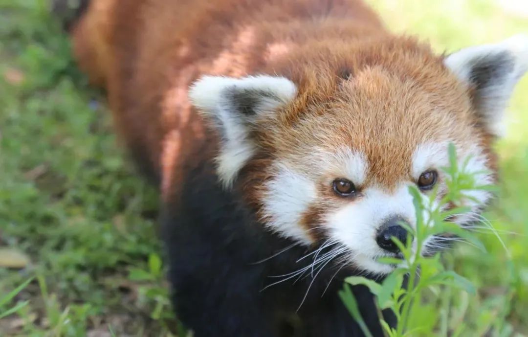 有篝火、有星空！山東私藏的這些自駕露營(yíng)地景美人少，現(xiàn)在就出發(fā)！