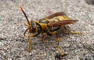 蜂蜜面膜禁忌及注意事項(蜂蜜面膜的禁忌有哪些) 蜂蜜面膜禁忌及注意事項(蜂蜜面膜的禁忌有哪些)