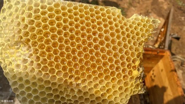 加巢礎的正確方法(巢礎是用什么做的) 加巢礎的正確方法(巢礎是用什么做的)