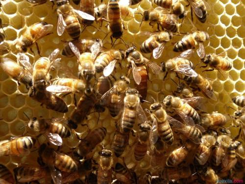 新手養蜂有什么辦法能快速找到蜂王(找蜂王最簡單的方法) 新手養蜂有什么辦法能快速找到蜂王(找蜂王最簡單的方法)