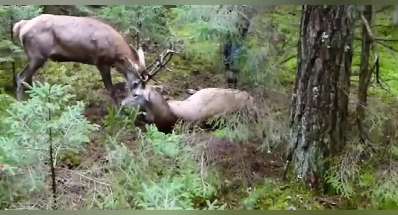 鹿角每年都會自然脫落，人類為何割鹿茸，而不是撿拾脫落的鹿角？