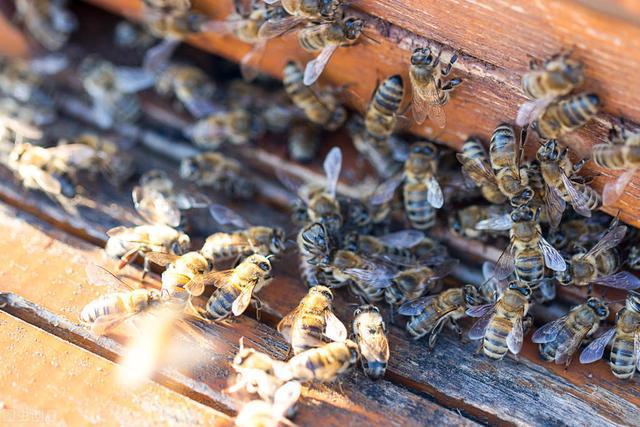 中華蜜蜂和意大利蜂蜜的價(jià)格表(中蜂和意蜂不同地區(qū)的價(jià)格差異) 中華蜜蜂和意大利蜂蜜的價(jià)格表(中蜂和意蜂不同地區(qū)的價(jià)格差異)