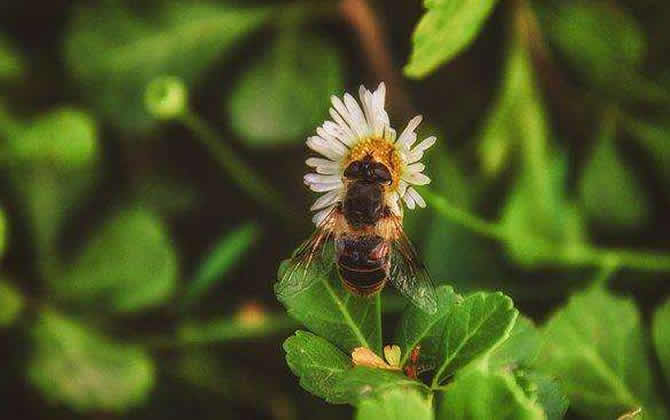 蜜蜂養殖如何防止螞蟻? 蜜蜂養殖如何防止螞蟻?