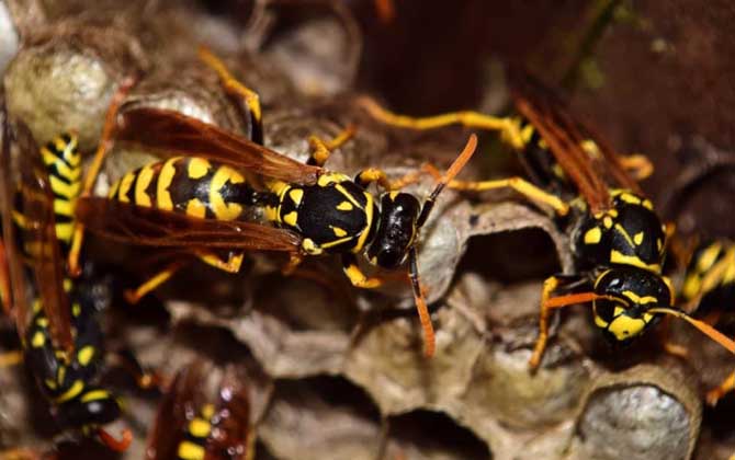 馬蜂蟄了幾個小時算安全 馬蜂蟄了幾個小時算安全