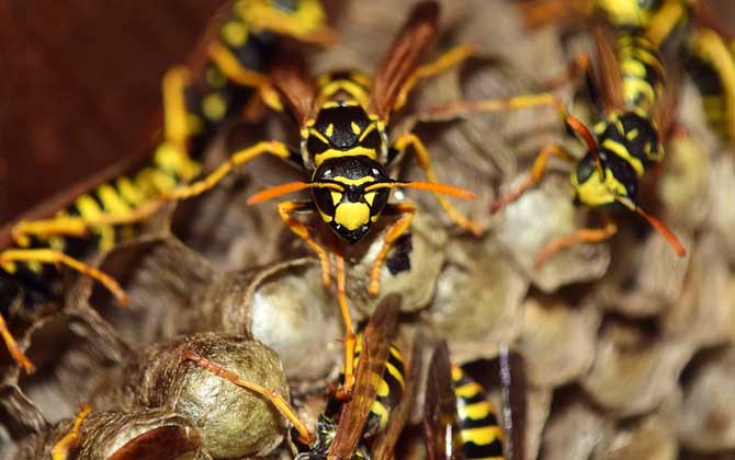 馬蜂蟄了幾個小時算安全 馬蜂蟄了幾個小時算安全