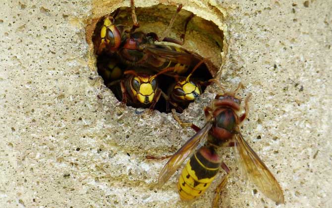 馬蜂蟄了幾個小時算安全 馬蜂蟄了幾個小時算安全