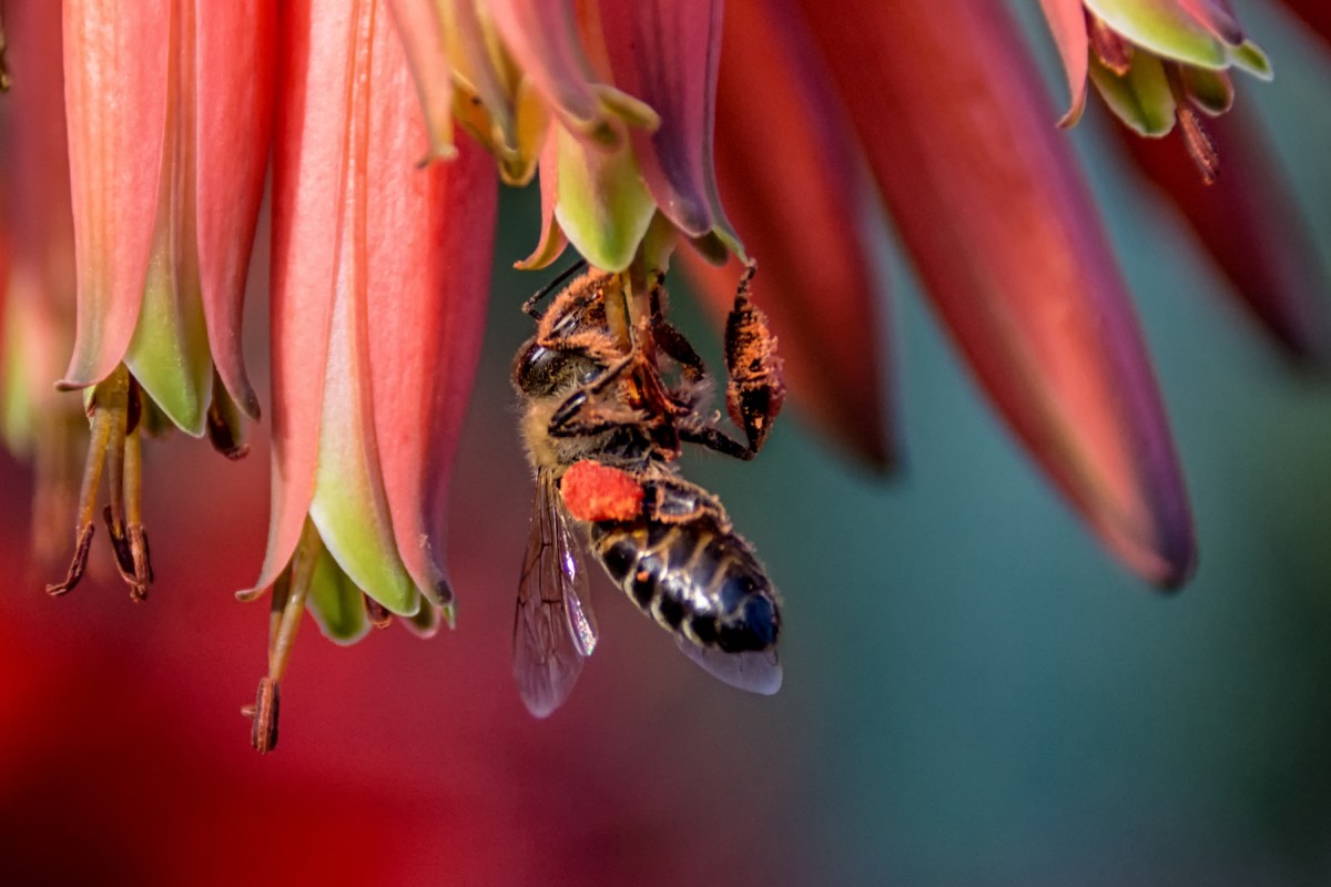 南非63只企鵝被蜜蜂蟄死，企鵝不是只在南極嗎？非洲也有？