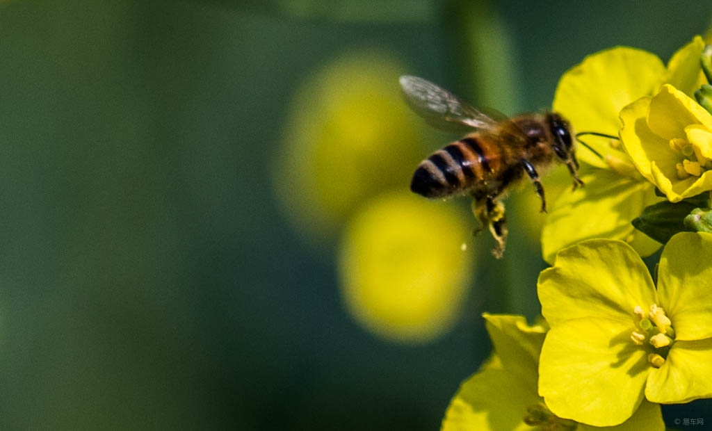 松丹一號春季發展快嗎(松丹一號蜂王春繁如何) 松丹一號春季發展快嗎(松丹一號蜂王春繁如何)
