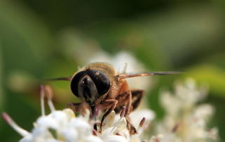 松丹一號春季發展快嗎(松丹一號蜂王春繁如何) 松丹一號春季發展快嗎(松丹一號蜂王春繁如何)