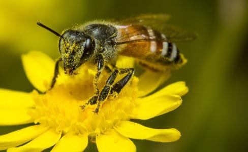 蜜蜂是常年產蜂王漿嗎(揭秘蜂王漿產生過程) 蜜蜂是常年產蜂王漿嗎(揭秘蜂王漿產生過程)