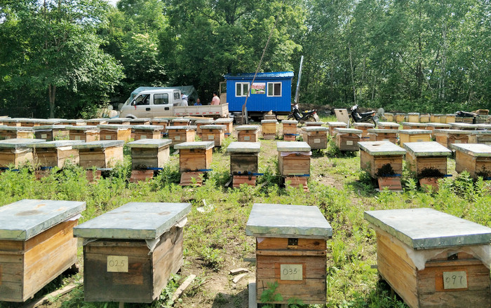 成立養(yǎng)蜂合作社需要什么條件（農(nóng)村養(yǎng)蜂合作社申請條件需要什么材料）