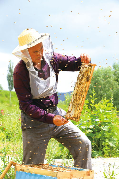 成立如何成立養(yǎng)蜂合作社需要什么條件（農(nóng)村養(yǎng)蜂合作社申請條件 需要什么材料）