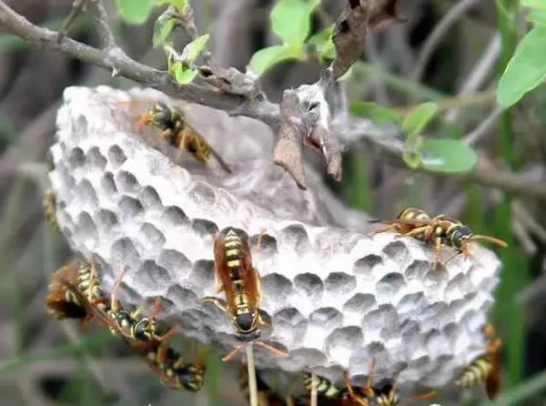 手被馬蜂蜇了怎么辦?幾天消腫?(附帶怎么消腫止痛) 手被馬蜂蜇了怎么辦?幾天消腫?(附帶怎么消腫止痛)