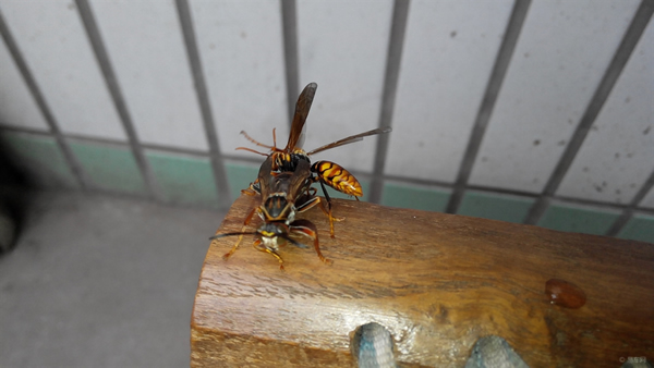 手被馬蜂蜇了怎么辦?幾天消腫?(附帶怎么消腫止痛) 手被馬蜂蜇了怎么辦?幾天消腫?(附帶怎么消腫止痛)