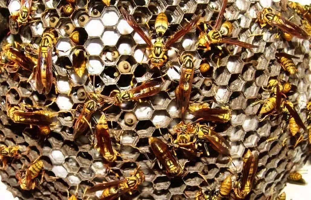 打死一只馬蜂會報復嗎(打死馬蜂會被其他馬蜂報復嗎) 打死一只馬蜂會報復嗎(打死馬蜂會被其他馬蜂報復嗎)