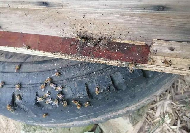 新手養蜜蜂最好什么時候養（新手養蜂十一忌，一般從什么季節開始）