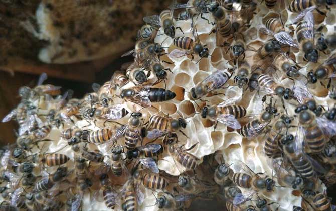 蜜蜂一年可收蜂蜜幾次 蜜蜂一年可收蜂蜜幾次