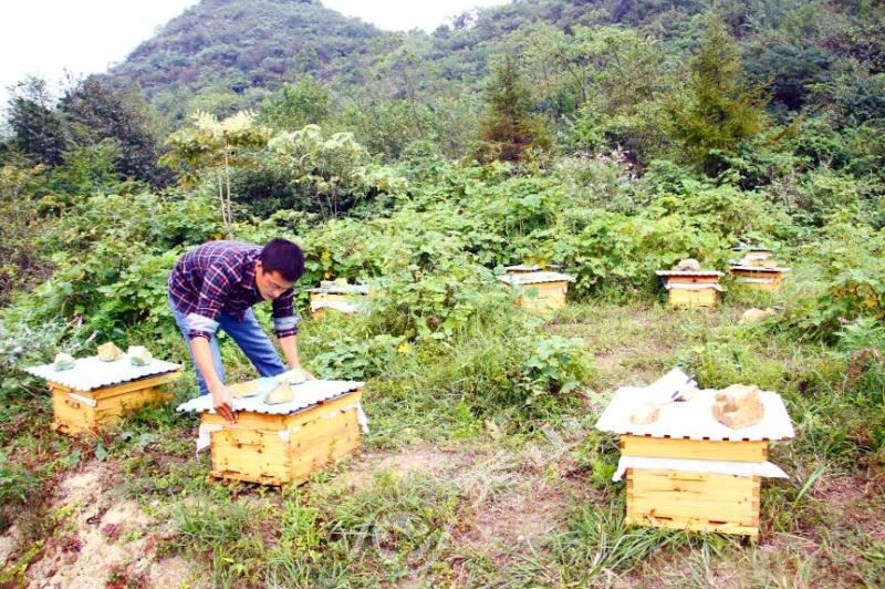 學養蜂需要多久能學成（新手怎么學養蜂）