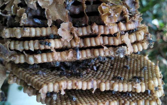 酸蜂蜜的營養(yǎng)價值(酸蜂蜜的藥用價值) 酸蜂蜜的營養(yǎng)價值(酸蜂蜜的藥用價值)