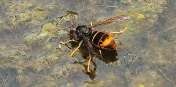 黃腳胡蜂是什么蜂(黃腳胡蜂的生活習性及特征) 黃腳胡蜂是什么蜂(黃腳胡蜂的生活習性及特征)