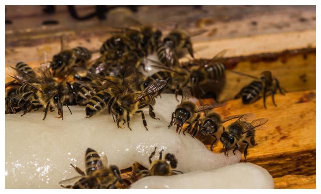 新手學養蜂要找師傅學嗎(新手怎么學養蜂) 新手學養蜂要找師傅學嗎(新手怎么學養蜂)