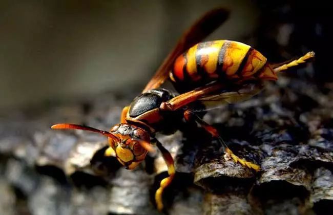 馬蜂怕什么(馬蜂的自然天敵和驅(qū)趕方法) 馬蜂怕什么(馬蜂的自然天敵和驅(qū)趕方法)