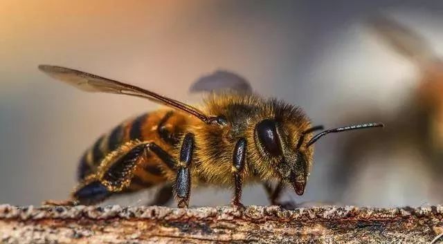 吃蜂蛹的好處(吃蜂蛹對(duì)身體有哪些好處) 吃蜂蛹的好處(吃蜂蛹對(duì)身體有哪些好處)
