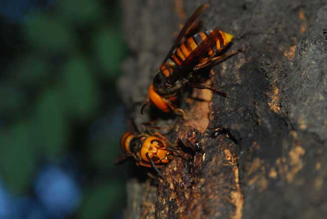 胡蜂吃蟋蟀嗎(馬蜂王吃什么) 胡蜂吃蟋蟀嗎(馬蜂王吃什么)