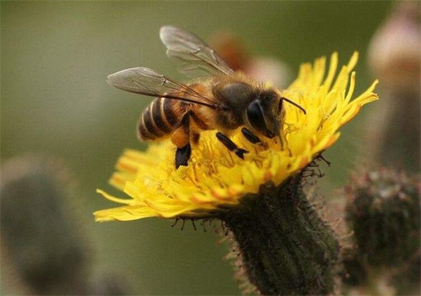 成熟封蜂蜜要多少天發酵(什么是成熟封蓋蜜) 成熟封蜂蜜要多少天發酵(什么是成熟封蓋蜜)