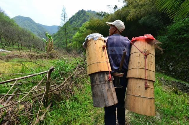 蜜蜂過冬取暖的三種方法(蜜蜂冬天如何越冬) 蜜蜂過冬取暖的三種方法(蜜蜂冬天如何越冬)